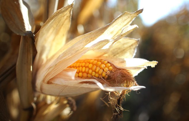 Corn