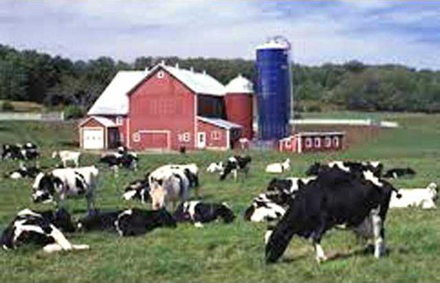 fam farm w cows