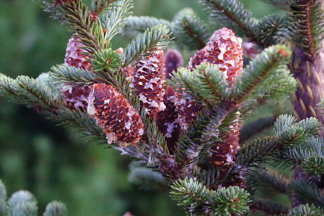 fir seeds