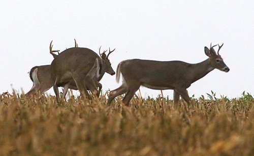 deer in field