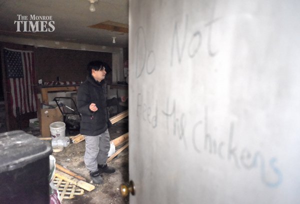 Chickens 01
