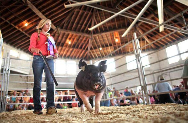 Pig fair