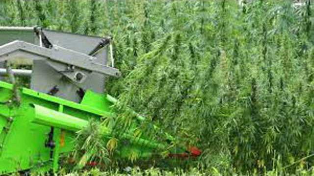 Hemp