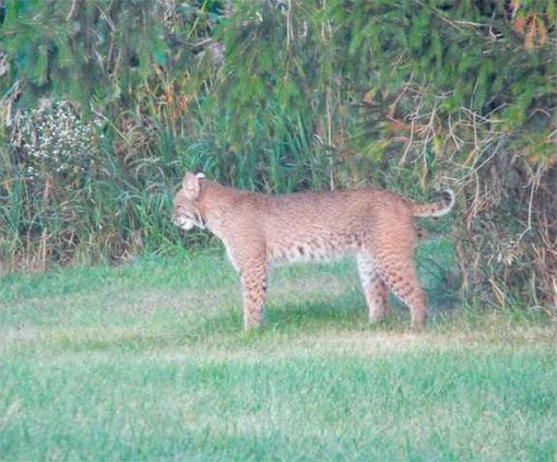 Bobcat side view